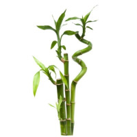 Lucky Bamboo Stem