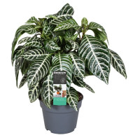 Aphelandra Squarrosa