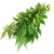 Curry Leaves +MVR 5.00