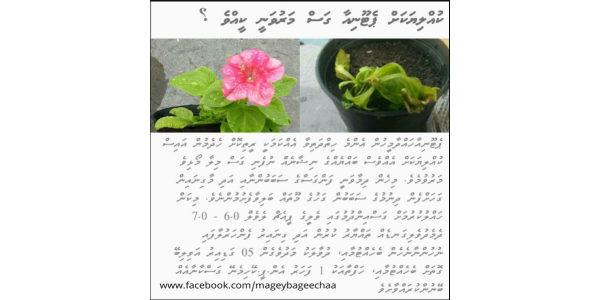 ކުއްލިއަކަށް ޕެޓޫނިއާގަސް މަރުވަނީ ކީއްވެ؟ 