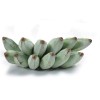 Banana Ash-Plantain (Cooking B..
