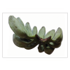 Banana Ash-Plantain (Cooking B..