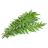 Curry Leaves - bunch..
